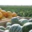 Выращивание бахчевых культур на Кубани: сорта, агротехника и секреты урожая