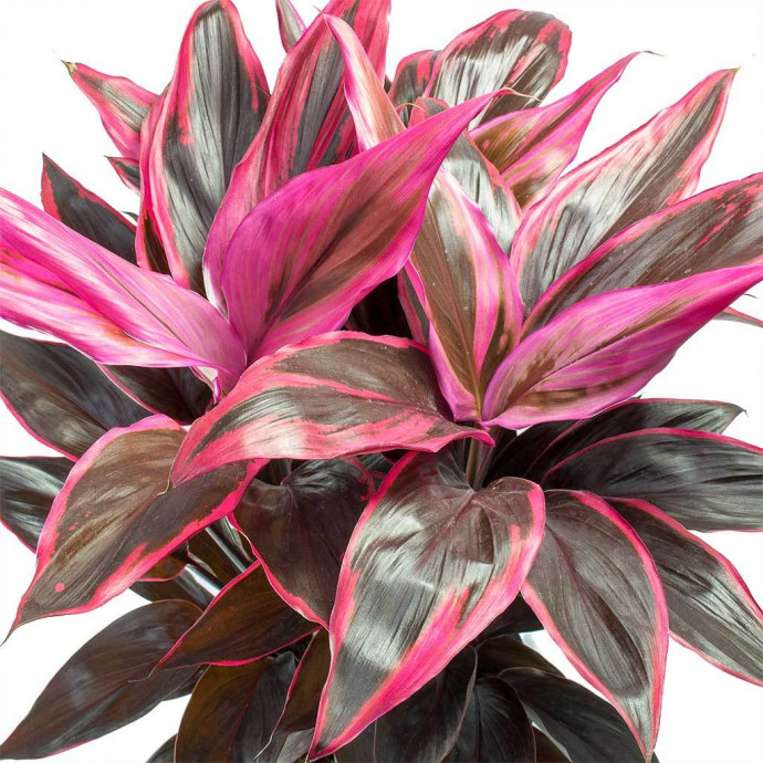 Как прорастить семена Гавайский Ti / Cordyline