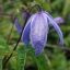 Ломоно́с альпи́йский, или Clematis alpina, обилие синего
