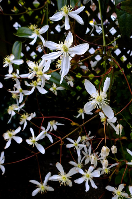 Клематис Арманда Clematis armandii, ранний и ароматный