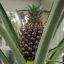 Выращивание ананасов (Ananas Comosus) в нашем климате