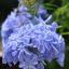 Plumbago 'Monott', для засухоустойчивой цветущей изгороди