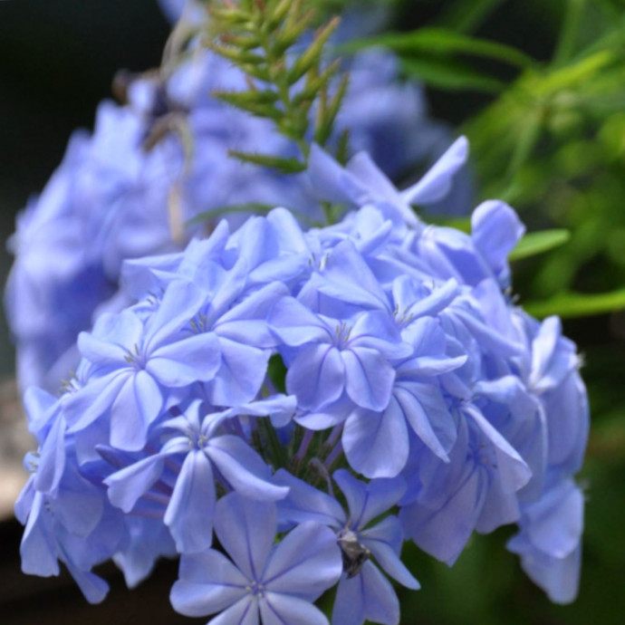 Plumbago 'Monott', для засухоустойчивой цветущей изгороди