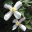 Clematis montana, горный клематис