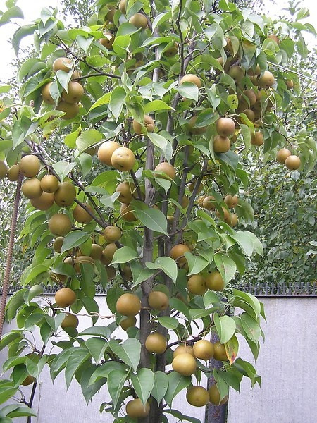 Как вырастить азиатские груши