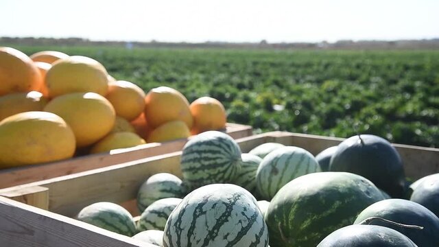 Выращивание бахчевых культур на Кубани: сорта, агротехника и секреты урожая
