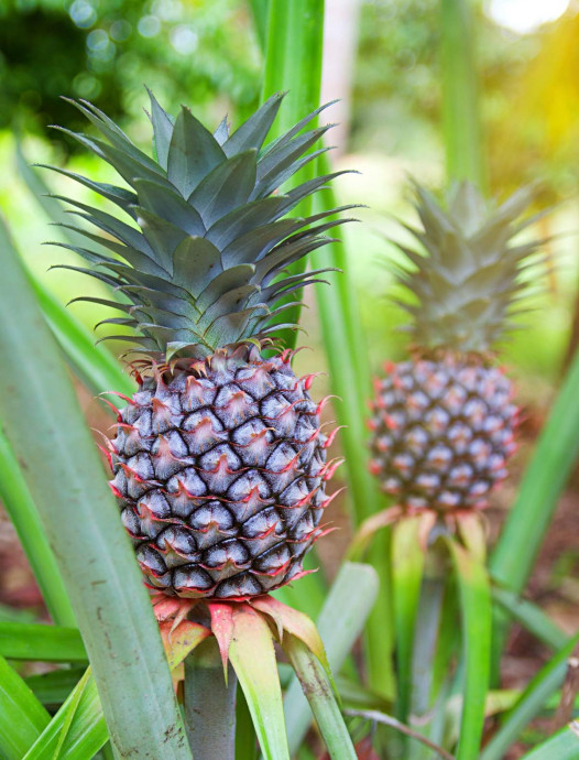 Выращивайте ананасы дома! Ananas comosus Выращивайте ананасы дома! Ananas comosus