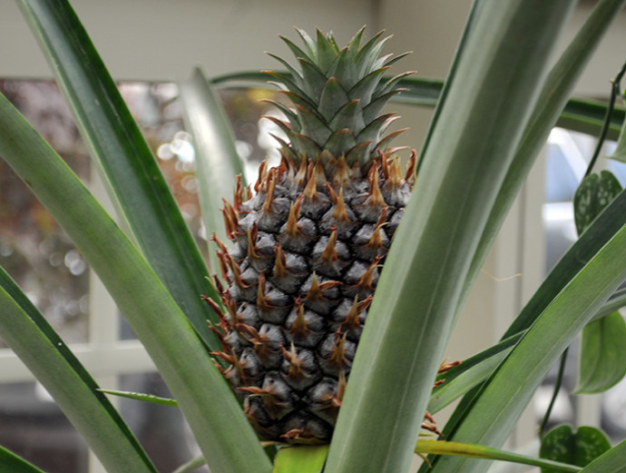 Выращивание ананасов (Ananas Comosus) в нашем климате