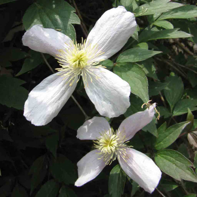 Clematis montana, горный клематис Clematis montana, горный клематис